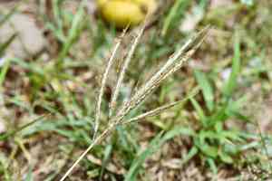 Kleberg's bluestem(Dichanthium annulatum)