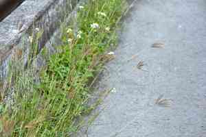 Kleberg's bluestem(Dichanthium annulatum)