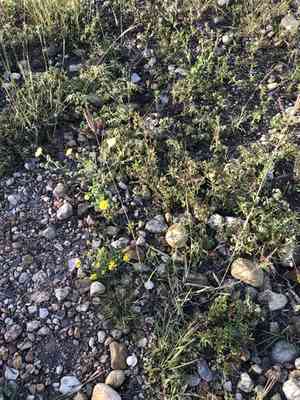 Kleberg's bluestem(Dichanthium annulatum)