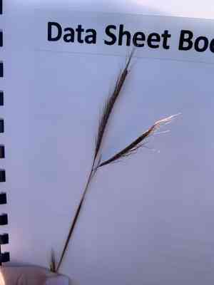 Angleton blue-stem(Dichanthium aristatum)