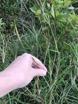 Angleton blue-stem(Dichanthium aristatum)