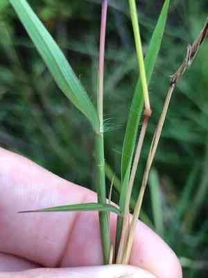 Angleton blue-stem(Dichanthium aristatum)