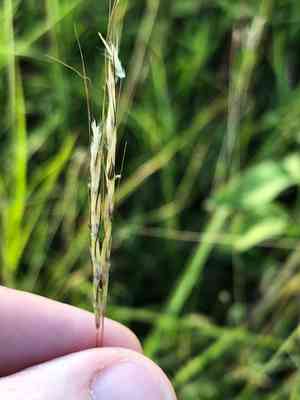 Angleton blue-stem(Dichanthium aristatum)