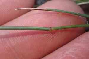 Longhair plume grass(Dichelachne crinita)