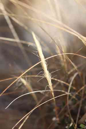 Longhair plume grass(Dichelachne crinita)