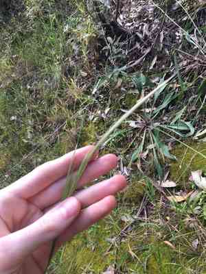 Longhair plume grass(Dichelachne crinita)