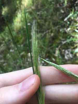 Longhair plume grass(Dichelachne crinita)