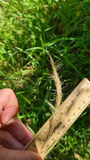 Plumegrass(Dichelachne micrantha)