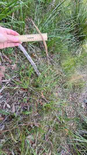 Plumegrass(Dichelachne micrantha)