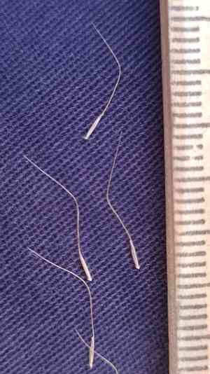Plumegrass(Dichelachne micrantha)