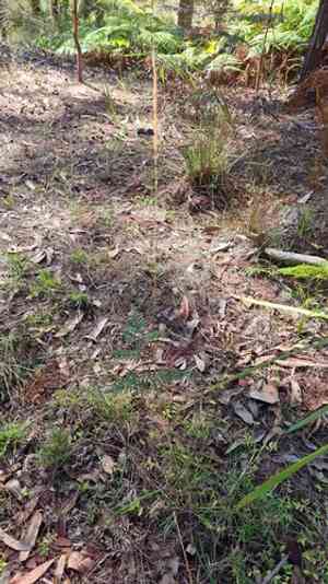Plumegrass(Dichelachne micrantha)
