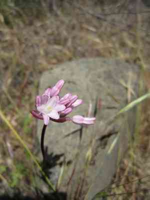 Twining snakelily(Dichelostemma volubile)