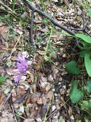 Twining snakelily(Dichelostemma volubile)