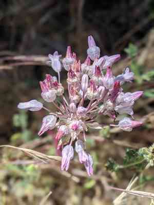 Twining snakelily(Dichelostemma volubile)