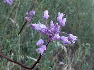 Twining snakelily(Dichelostemma volubile)