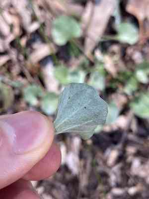 Silver ponysfoot(Dichondra argentea)