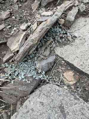 Silver ponysfoot(Dichondra argentea)