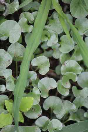 Silver ponysfoot(Dichondra argentea)