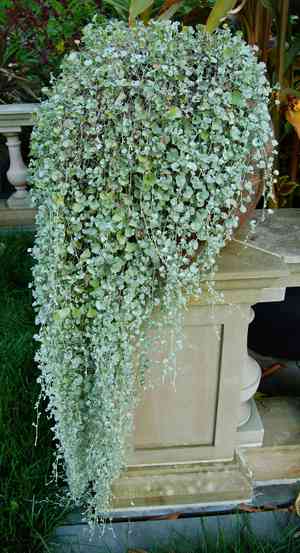 Silver ponysfoot(Dichondra argentea)