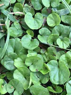 Carolina ponyfoot(Dichondra carolinensis)