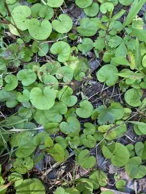 Carolina ponyfoot(Dichondra carolinensis)