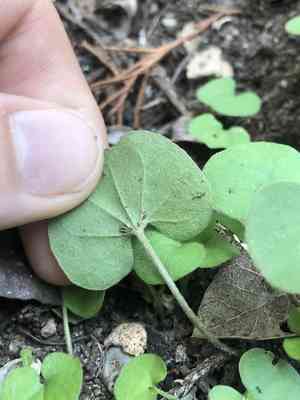 Carolina ponyfoot(Dichondra carolinensis)