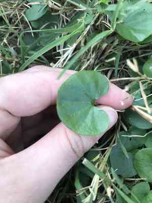 Carolina ponyfoot(Dichondra carolinensis)