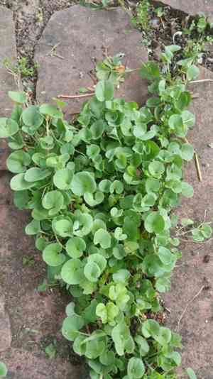 California ponysfoot(Dichondra donelliana)