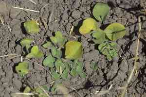 California ponysfoot(Dichondra donelliana)