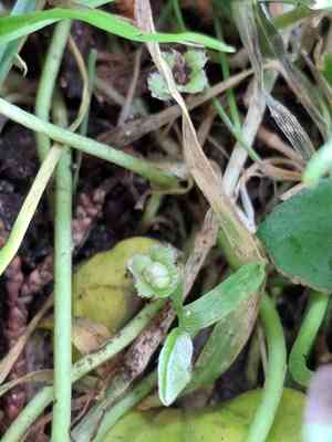 California ponysfoot(Dichondra donelliana)