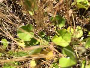California ponysfoot(Dichondra donelliana)