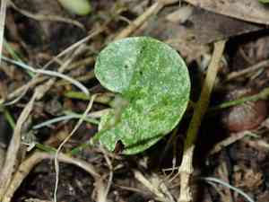 Lawn leaf(Dichondra repens)