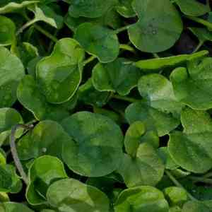 Lawn leaf(Dichondra repens)