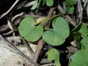 Lawn leaf(Dichondra repens)