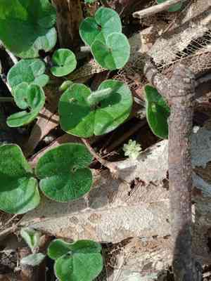 Lawn leaf(Dichondra repens)