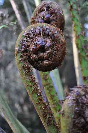Australian tree fern(Dicksonia antarctica)
