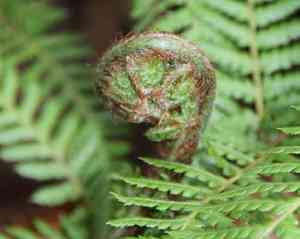 Australian tree fern(Dicksonia antarctica)