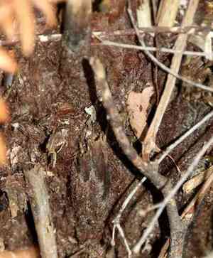 Australian tree fern(Dicksonia antarctica)