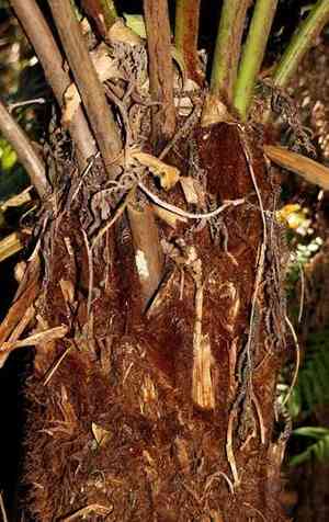 Australian tree fern(Dicksonia antarctica)
