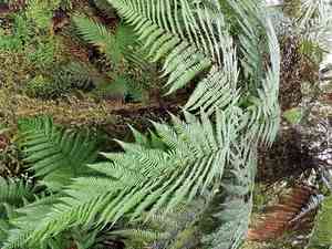 Rough tree fern(Dicksonia squarrosa)