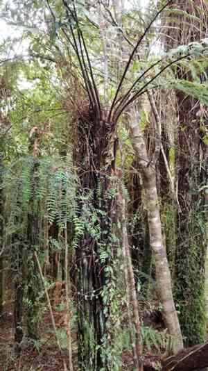 Rough tree fern(Dicksonia squarrosa)
