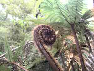 Rough tree fern(Dicksonia squarrosa)