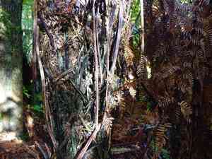 Rough tree fern(Dicksonia squarrosa)