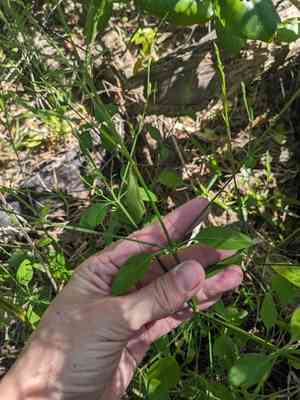 Sixangle foldwing(Dicliptera sexangularis)