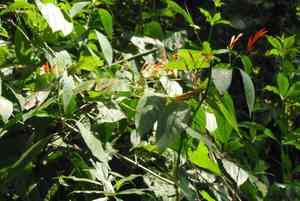 Sixangle foldwing(Dicliptera sexangularis)