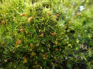Dicranella moss(Dicranella varia)