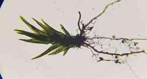 Dicranella moss(Dicranella varia)