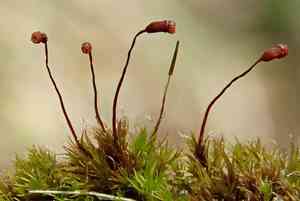 Dicranella moss(Dicranella varia)