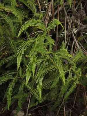 Drooping forked fern(Dicranopteris flexuosa)