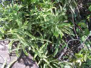 Drooping forked fern(Dicranopteris flexuosa)